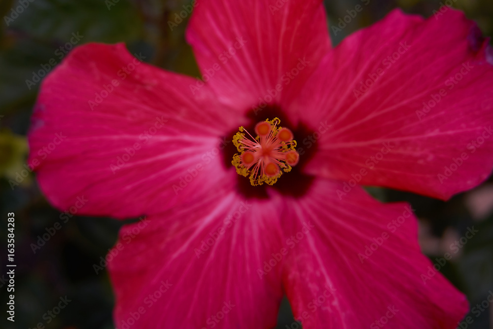 Pink Flower Closeup 2 Pink Flower Closeup 2