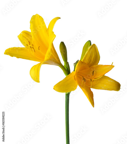A daylily is a flowering plant in the genus Hemerocallis isolated on a white background. Hemerocallis lilioasphodelus