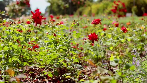Wallpaper Mural Roses in the wind. Many roses in the park. Red flower.  Torontodigital.ca