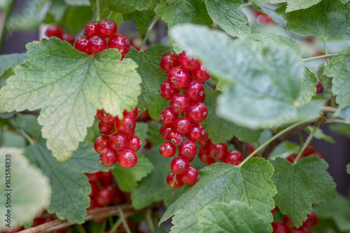Red currants close up