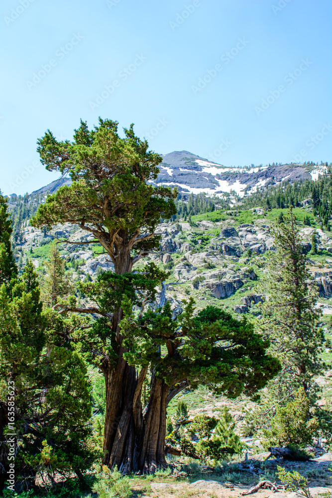 Obraz premium Mountain with Glacier in the summer at California