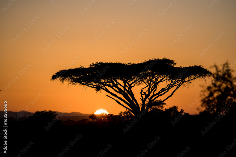 acacia at sunset
