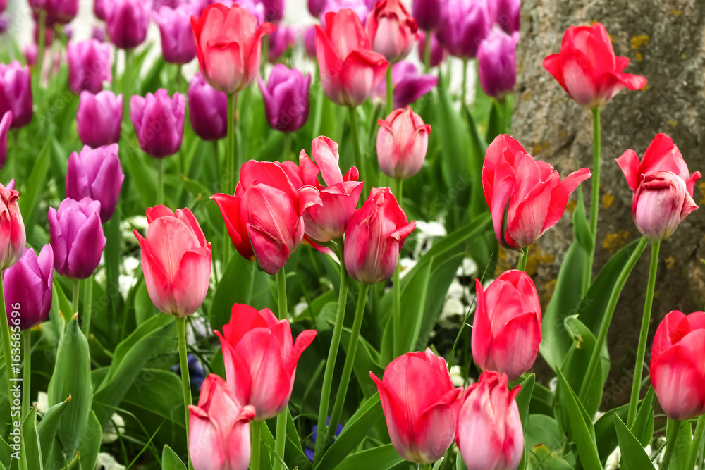Tulpenbeet in den Farben rot und pink
