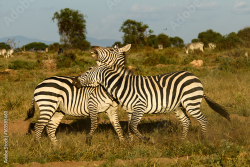 zebras interacting