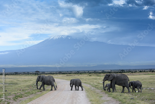 elephants and Kilimanjaro © michelle