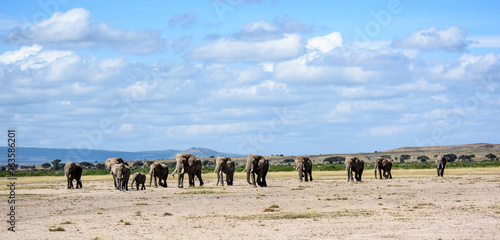 Canvas Print Herd of elephants