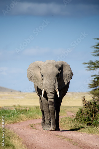 Elephant walking on road © michelle