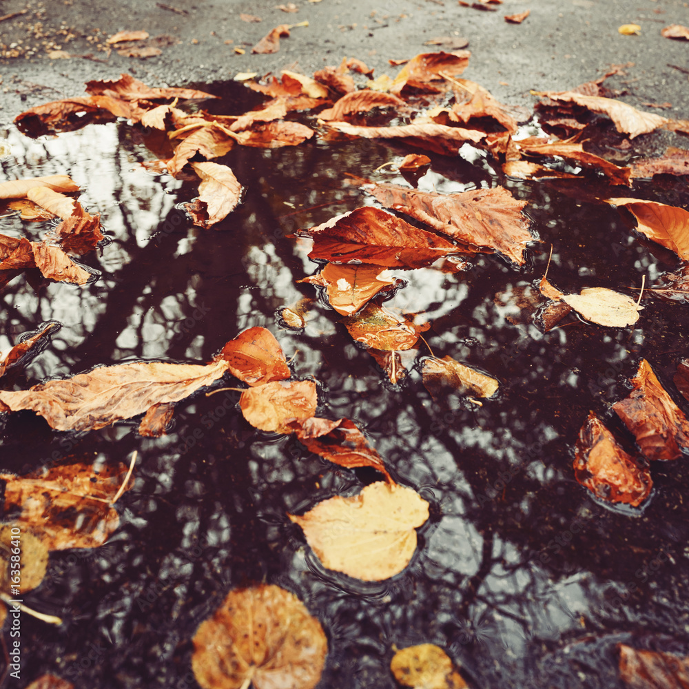 Autumn background with fall leaves in puddle