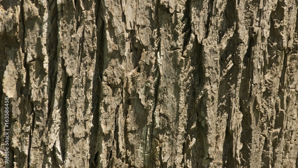 Obraz premium 樹皮のテクスチャ