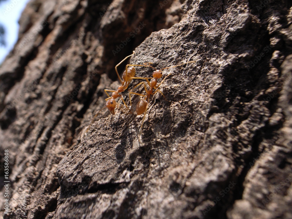 Cambodia, Ant, Colony, ヒアリ Cambodia, Ant, Colony, ヒアリ