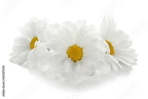 Fototapeta Naklejka Na Ścianę i Meble -  Beautiful chamomile flowers on white background