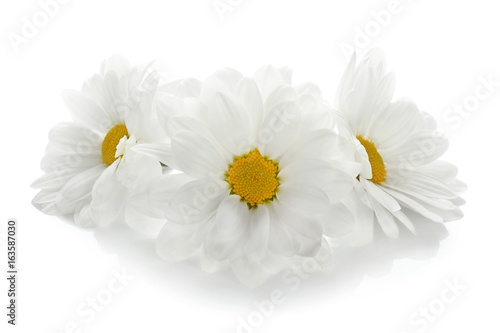 Beautiful chamomile flowers on white background