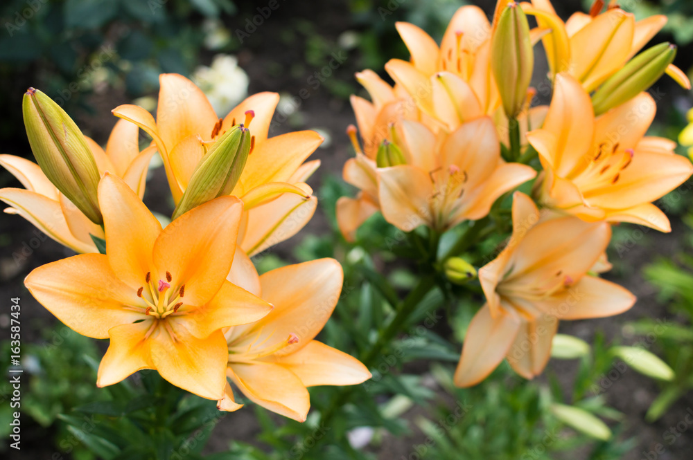 Naklejka premium Yellow lily