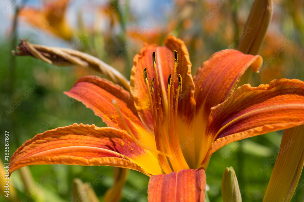 Orange flower lily 
