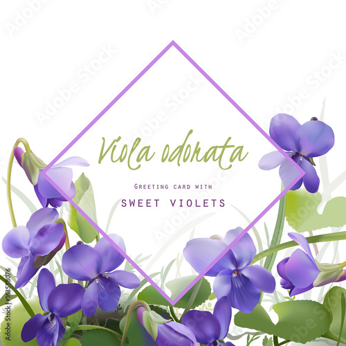 Spring floral greeting card.
Sweet violets - realistic hand drawn vector illustration.