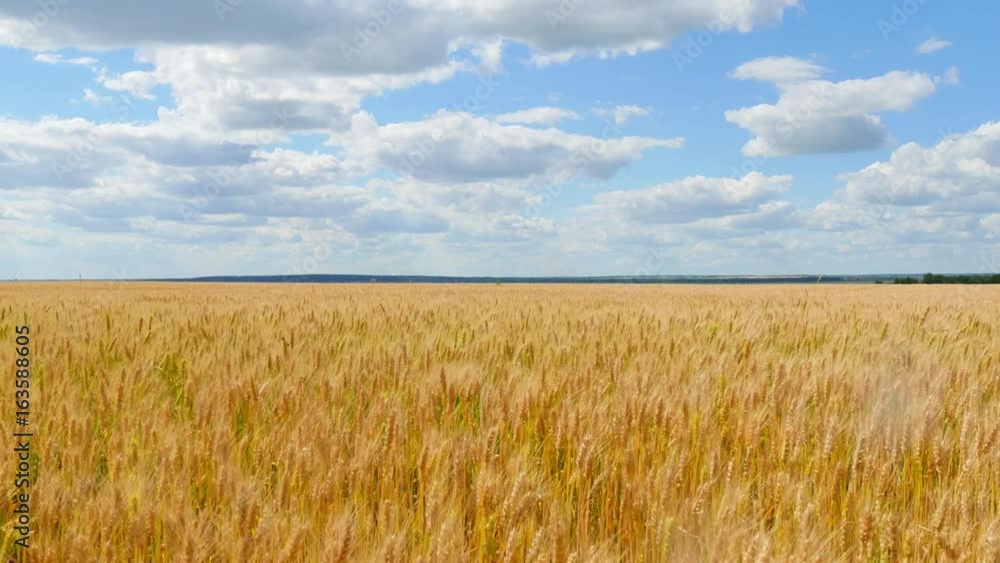 Field of wheat against the blue sky and white clouds. Field of wheat against the blue sky and white clouds.