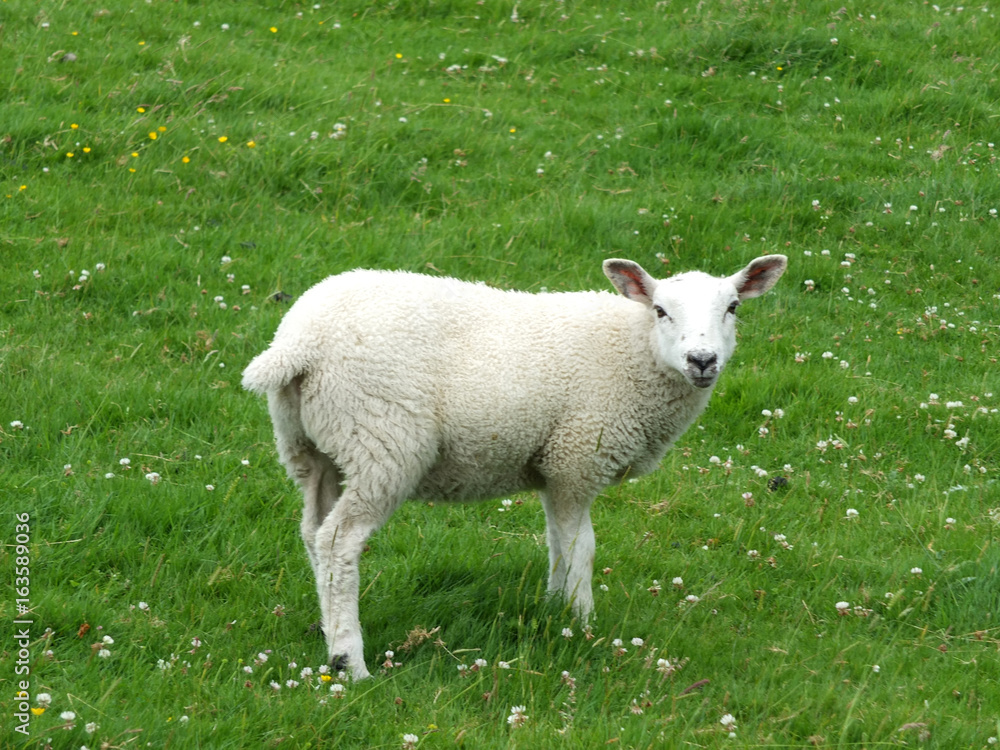 spring lamb standing in a field looking at camera spring lamb standing in a field looking at camera