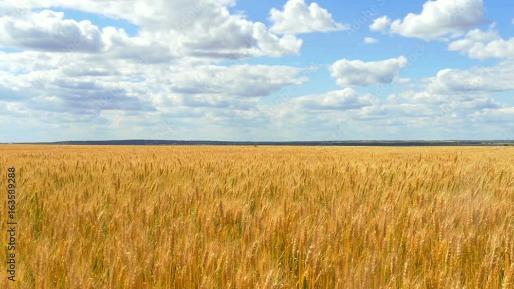 Wheat field and ears against the blue cloudy sky. Wheat field and ears against the blue cloudy sky.