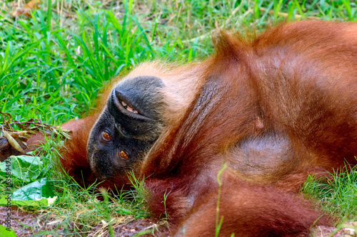 Orangutan, orang-utan, orangutang, or orang-utang, Asian great apes native to Indonesia and Malaysia, in the rainforests of Borneo and Sumatra photo