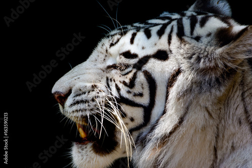 Fototapeta Naklejka Na Ścianę i Meble -  White tiger or bleached tiger (Panthera tigris tigris) Bengal