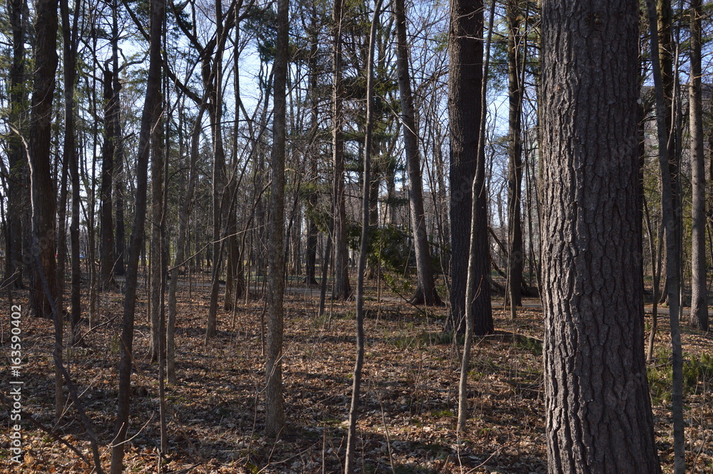 Forêt Forêt