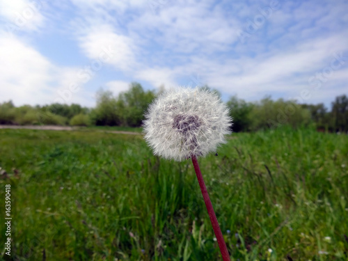 Fototapeta Naklejka Na Ścianę i Meble -  Dandelion seeds