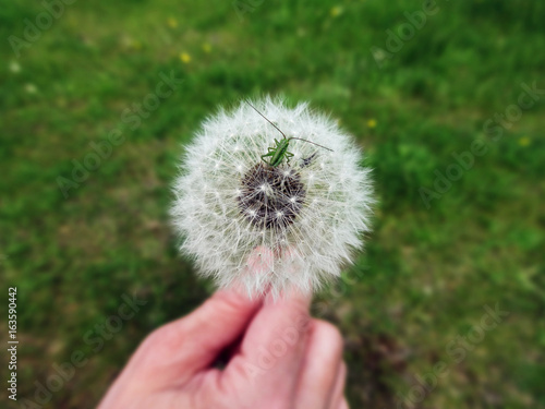 Fototapeta Naklejka Na Ścianę i Meble -  Dandelion seeds