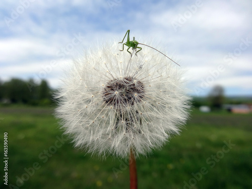 Fototapeta Naklejka Na Ścianę i Meble -  Dandelion seeds
