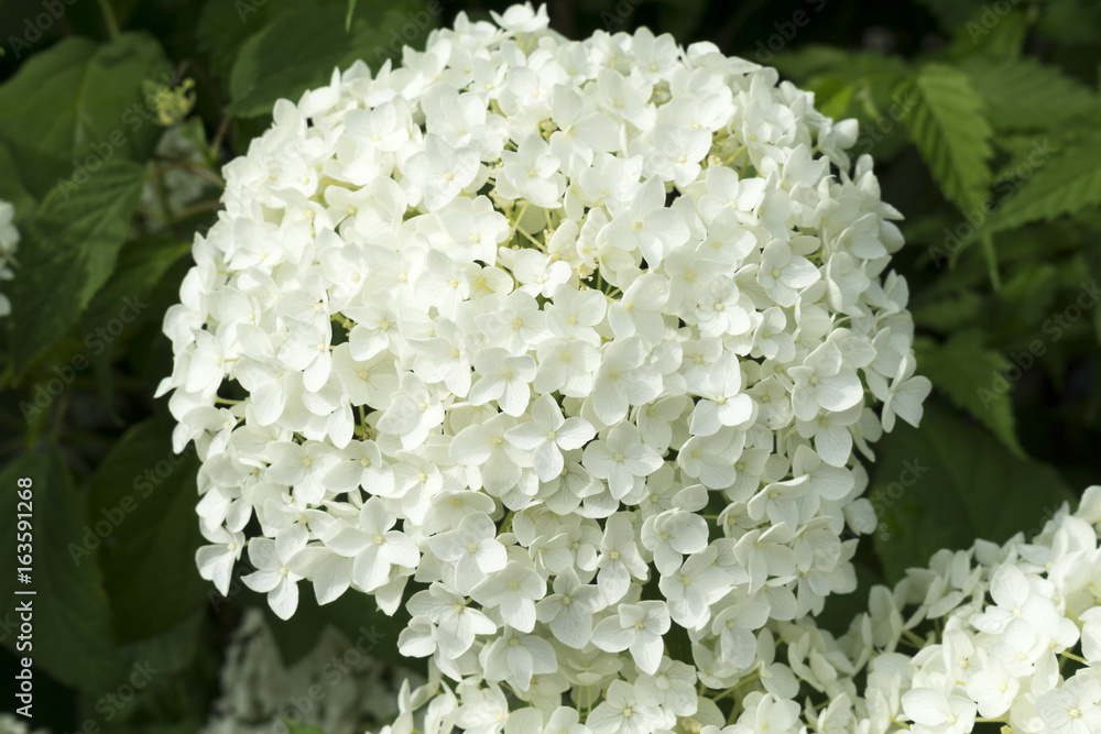 Weiße Hortensie Weiße Hortensie