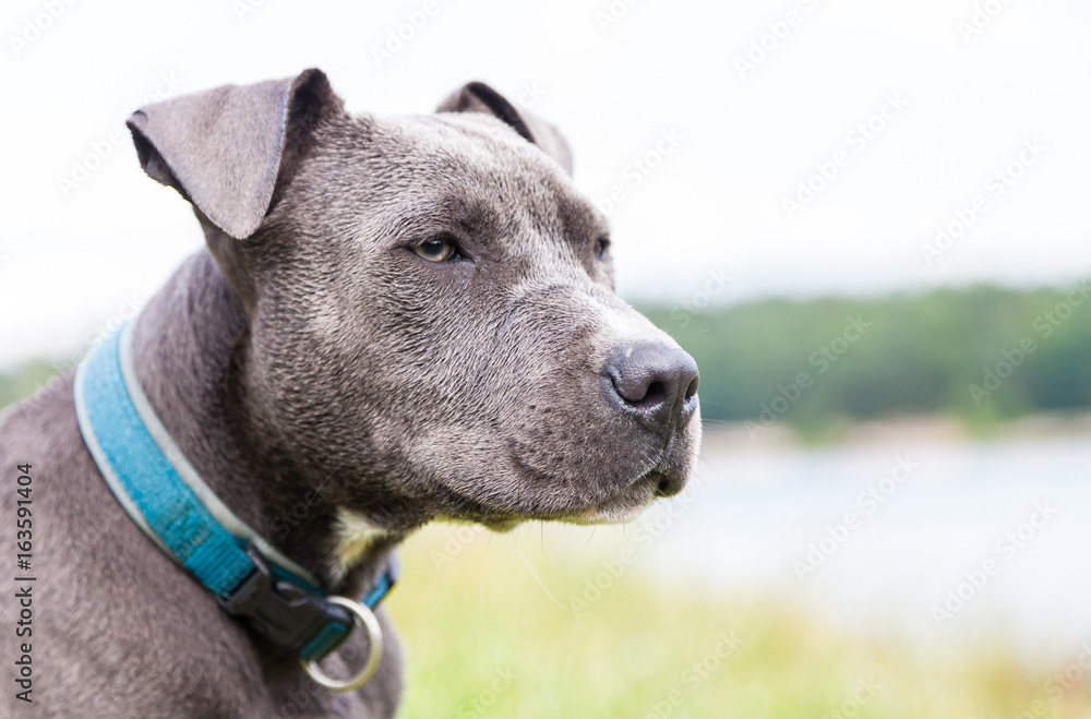 a young pitbull with blue collar portrait a young pitbull with blue collar portrait