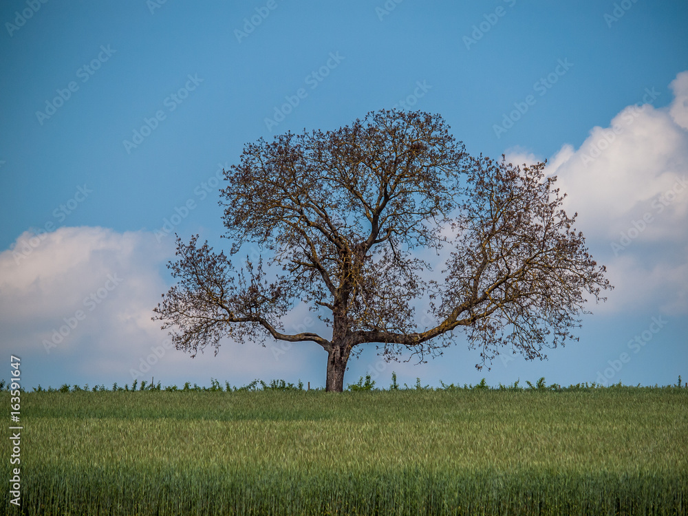 Fototapeta premium Apfelbaum