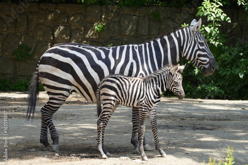 zebra