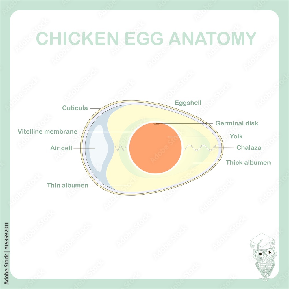 Vetor de Schematic chicken egg anatomy stock vector illustration, Is