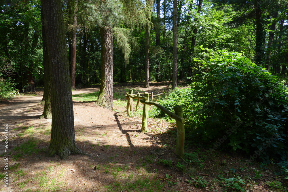 forest path