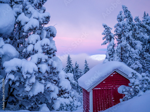 Pink wintermorning photo