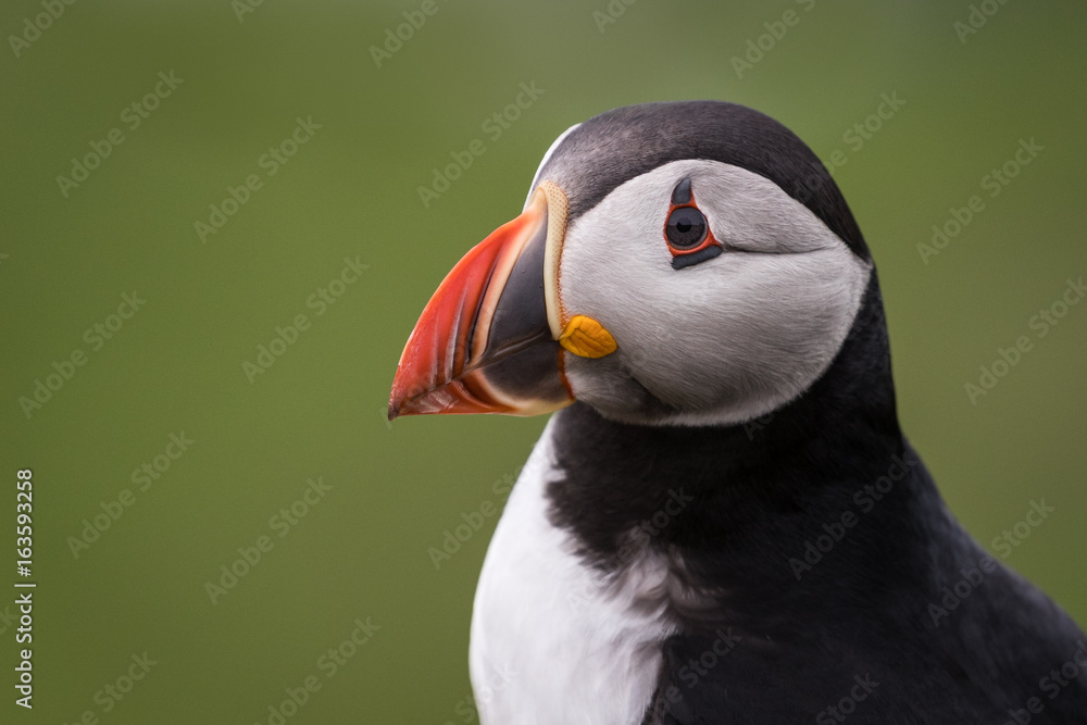 Puffin head shot / close up with green background