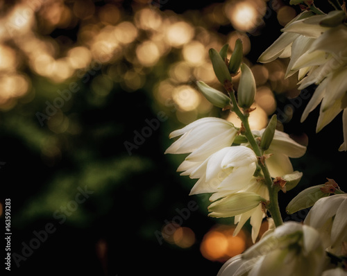 Summer Glow of Soft White Flowers