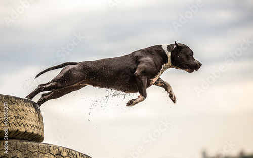 Terrier dog jumping in the water