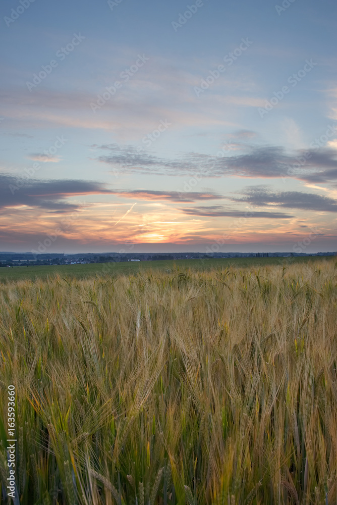 barley field during the sunset. Young grain plants in the field. Typical countryside of Eastern Europe. 