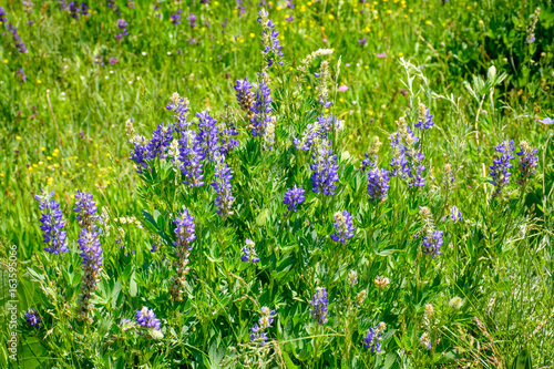 Beautiful Wild Flower in the Summer