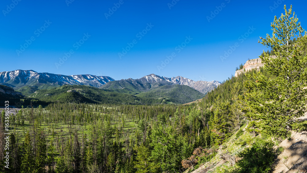 Valley filled with pine trees in the Rocky Mountains.