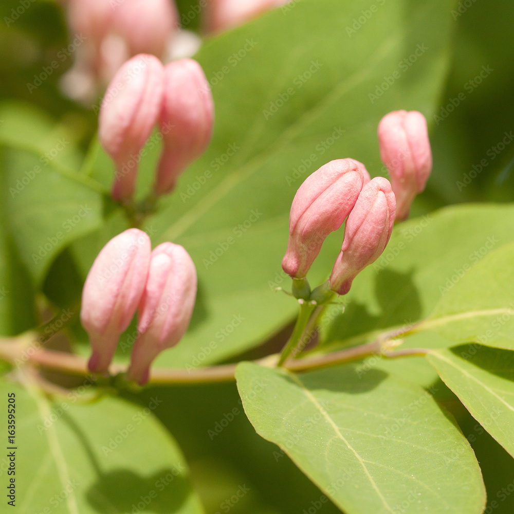Tender pink buds of honeysuckle on a bright sunny day Tender pink buds of honeysuckle on a bright sunny day