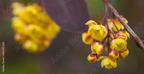 Yellow flowers of barberry gathered in the inflorescence