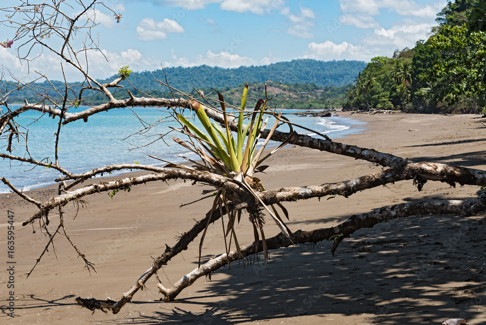 beach at Drake Bay on the Pacific Ocean in Costa Rica