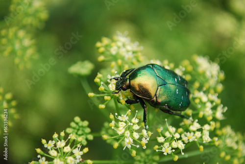 майский жук photo