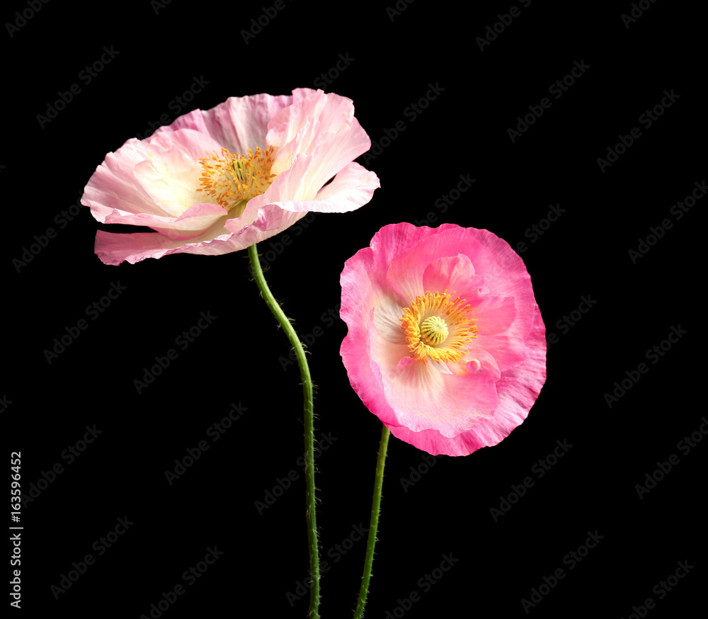 Beautiful poppy flowers on dark background Beautiful poppy flowers on dark background