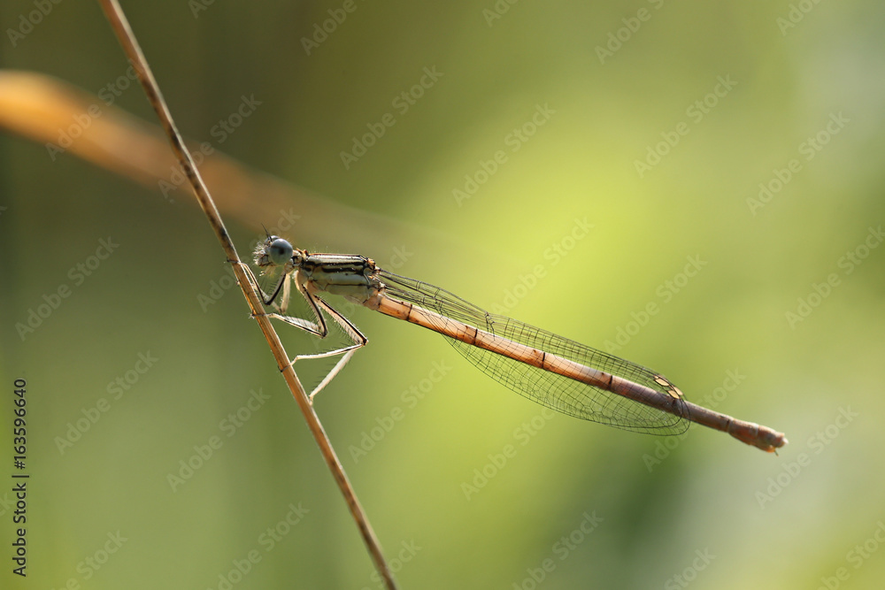 Strand of wild grass with damsel dragonfly Strand of wild grass with damsel dragonfly