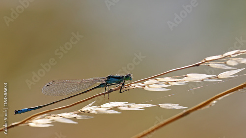 Obraz na plátně Backlit strand of wild grass with damsel dragonfly
