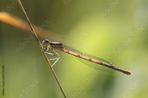 Wallpaper Mural Strand of wild grass with damsel dragonfly  Torontodigital.ca