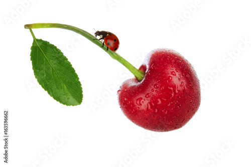 ladybird on cherry isolated